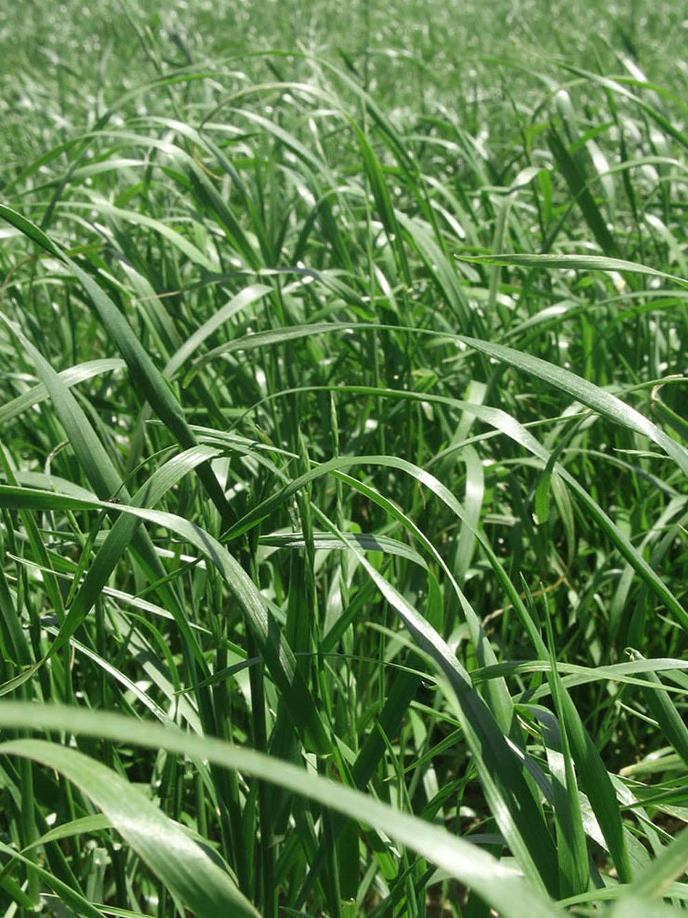 Grasshancer 200